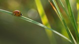 Lieveheersbeestje zit op een dun grassprietje.